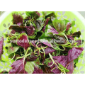 Suntoday where to buy heirloom hs code agriculture companies organicvegetable seeds and plants garden amaranth seeds (A40002)